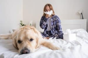 A young woman sits next to her dog on the bed and sneezes. The concept of allergies to pets.