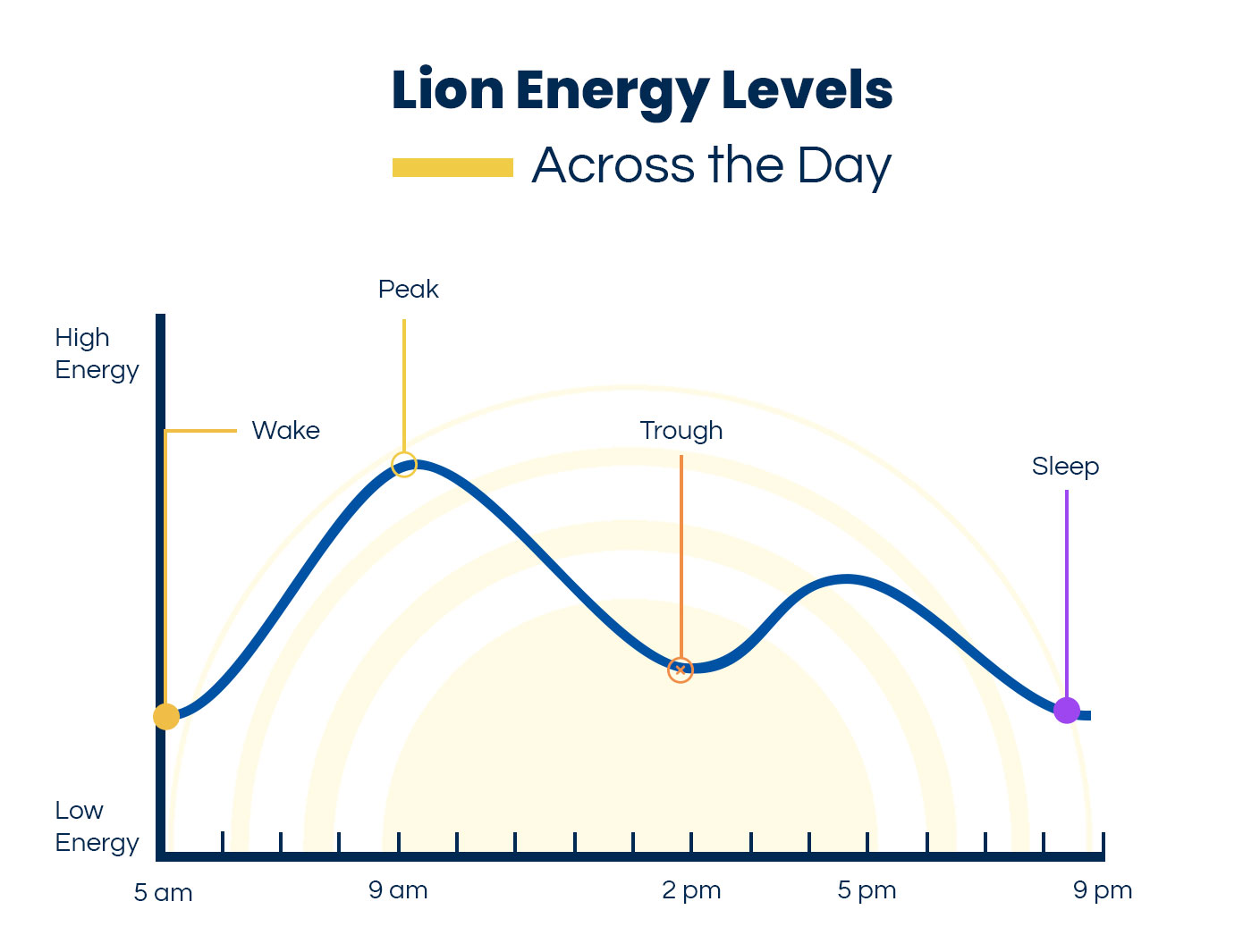 lion chronotype energy levels