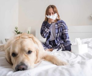 A young woman sits next to her dog on the bed and sneezes. The concept of allergies to pets.