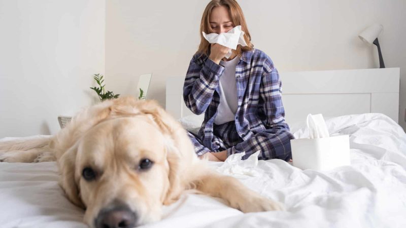 A young woman sits next to her dog on the bed and sneezes. The concept of allergies to pets.