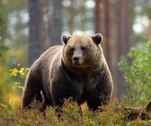 bear-in-forest