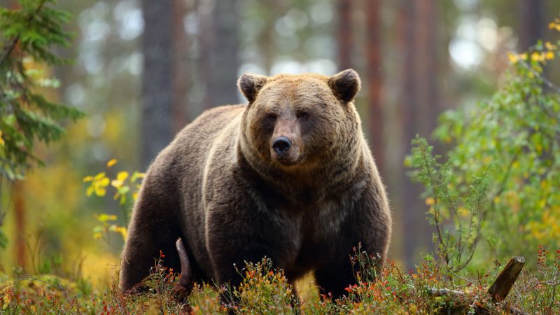 bear-in-forest