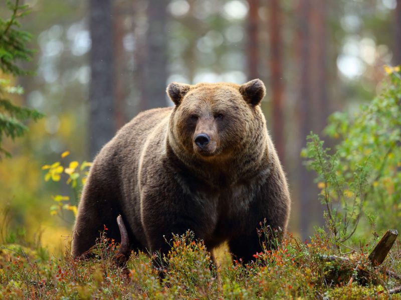 bear-in-forest