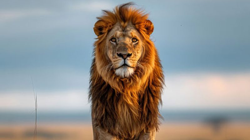 lion-chronotype-3-2